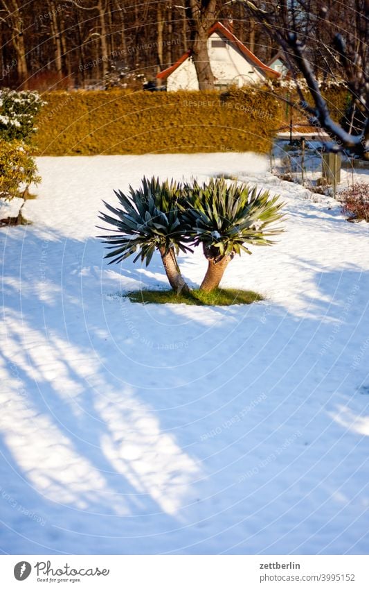 Yacca im Winter ast baum erholung ferien garten kleingarten kleingartenkolonie menschenleer natur pflanze ruhe schnee schneedecke schrebergarten stamm strauch