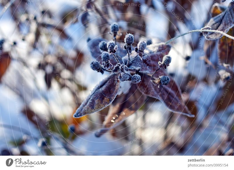 Johsnniskraut im Winter ast erholung ferien garten kleingarten kleingartenkolonie menschenleer natur pflanze ruhe schnee schneedecke schrebergarten stamm