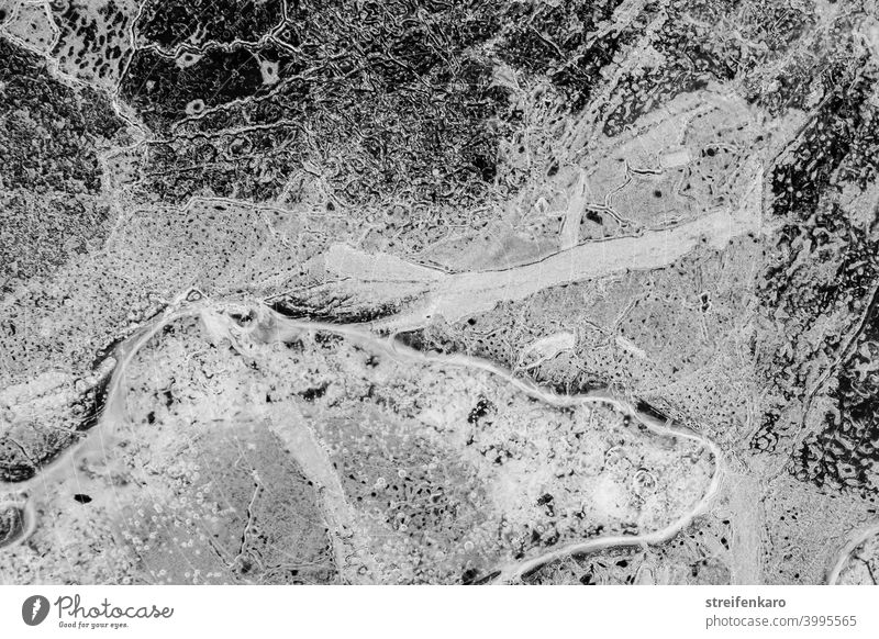 Bizarre Strukturen in einer gefrorenen Pfütze Wasser Eis kalt abstrakt kraftvoll Schwarzweißfoto schwarz weiß Winter Frost Strukturen & Formen Außenaufnahme