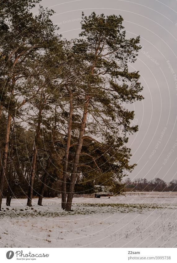 Winterlandschaft winterspaziergang winterlandschaft natur bäume kälte frost einsam ruhe entspannung stimmung Winterstimmung Wintertag wald Winterwald