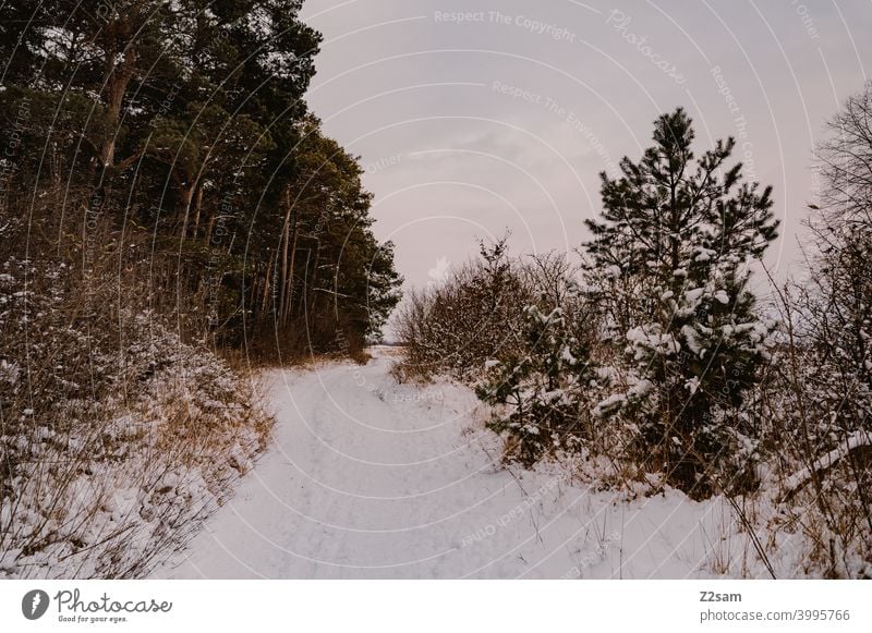 Winterlandschaft winterspaziergang winterlandschaft natur bäume kälte frost einsam ruhe entspannung stimmung Winterstimmung Wintertag wald Winterwald gebüsch