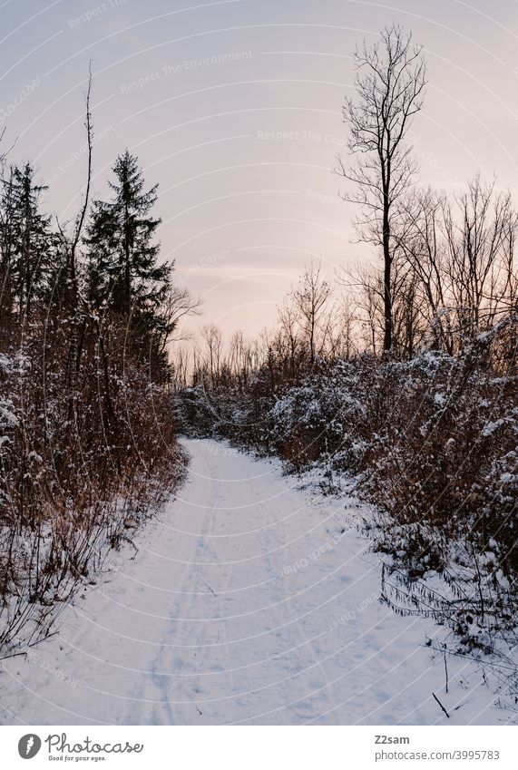 Winterlandschaft winterspaziergang winterlandschaft natur sonnenuntergang bäume kälte frost einsam ruhe entspannung stimmung Winterstimmung Wintertag wald