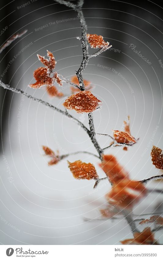 Montag, ohne Mohn... Blatt Blätter Herbst kalt Kälte Schnee schön schneebedeckt Zweige u. Äste Ast Baum Natur Pflanze herbstlich Umwelt Vergänglichkeit