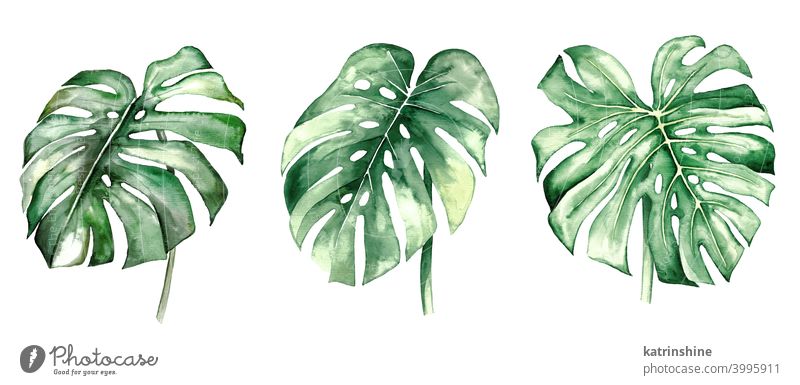 Aquarell monstera tropische Blätter Illustration Wasserfarbe Fensterblätter Zeichnung grün Grafik u. Illustration Dschungel Papier botanisch Blatt exotisch