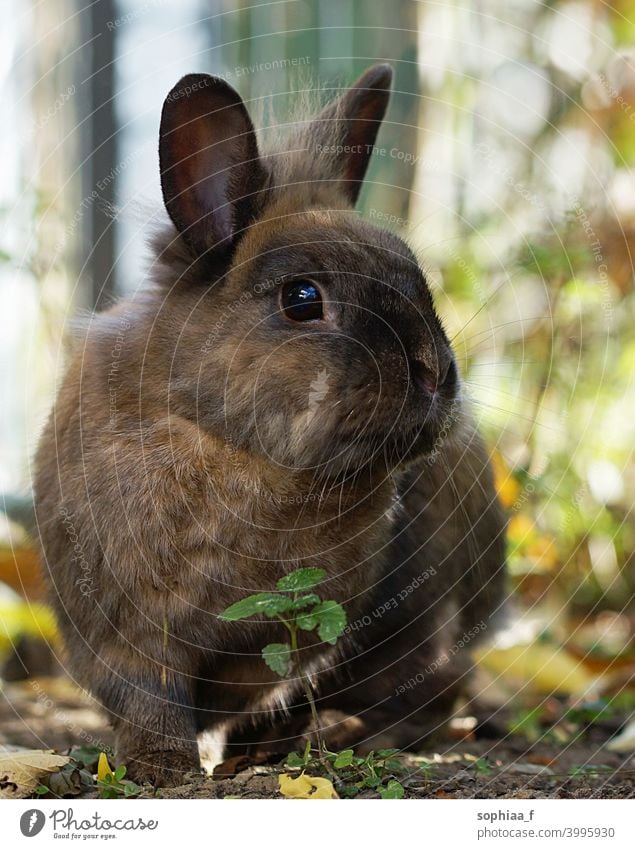 Porträt des braunen Löwenkopf-Zwergkaninchens im Garten Löwenkopfkaninchen Natur Hase Kaninchen Sitzen im Freien fluffig Blick Kopf klein Feld Freiheit niedlich