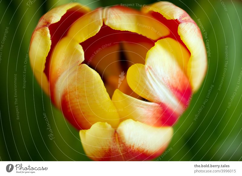 Tulpe gelb-rot Blume Blüte grün Pflanze mehrfarbig Frühling Farbfoto Blühend Tag Innenaufnahme Makroaufnahme