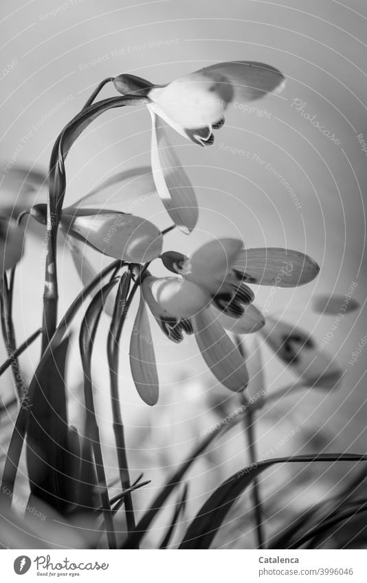 Schneeglöckchen, der Frühling naht! Flora Pflanze Blume Blüte Blatt Jahreszeit Vorfreude Himmel Tag Tageslicht Froschperspektive Garten