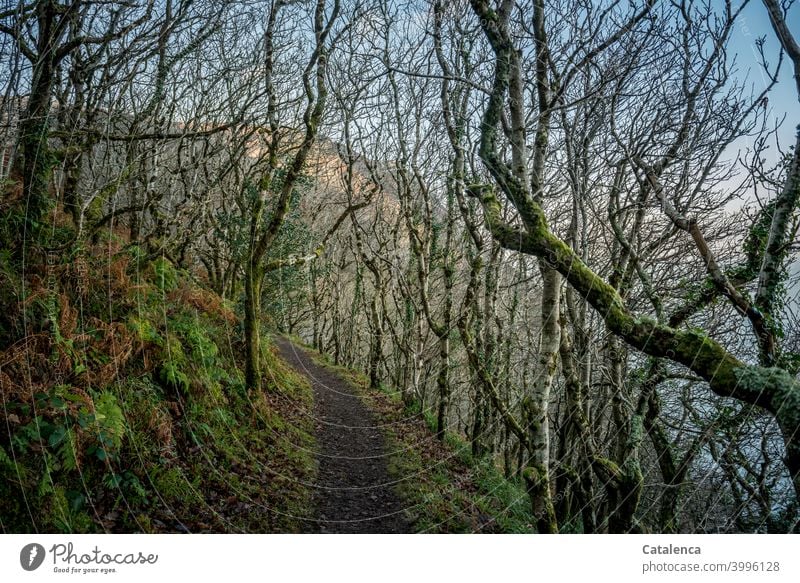 Der Weg entlang der Klippe am Meer führt durch einen  Wald niedriger Bäume Waldweg Winter Kälte Tag Tageslicht Buche Baum Landschaft Natur Pflanze Jahreszeit