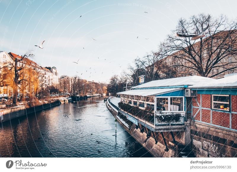 Landwehrkanal mit Möven im Winter in Kreuzberg Mauer Wand trendy Licht Tag Textfreiraum Mitte Außenaufnahme Experiment Textfreiraum oben Berlin Farbfoto