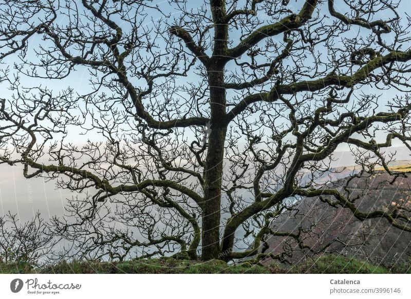 Eine knorrige alte Eiche wächst am Klippenrand Himmel Meer Jahreszeit Pflanze Natur Landschaft Baum Tageslicht Kälte Winter Buche Blau Grün