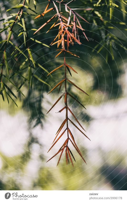 Orange Wacholderzweig juniperus Farben filigran ornamental Nadel abstrakt wachsen Wachstum Blütenblätter Blatt grün Natur gelb Zapfen Immergrün Laubwerk Makro