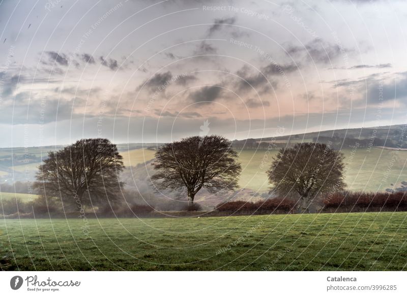 Schönheit im Auge des Betrachters | Landschaft mit Bäumen Stille Jahreszeit Tageslicht kalt winterlich Flora Baum Hecke Winter Natur Wiese Gras Pflanze Himmel