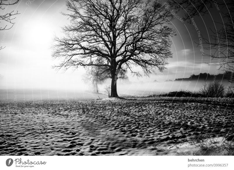 im nebel wandeln Sonne Sonnenlicht Schneefall weiß ruhig Umwelt Natur Wiese Feld Wald Winter Himmel Landschaft Frost Bäume Winterlandschaft kalt Kälte frieren