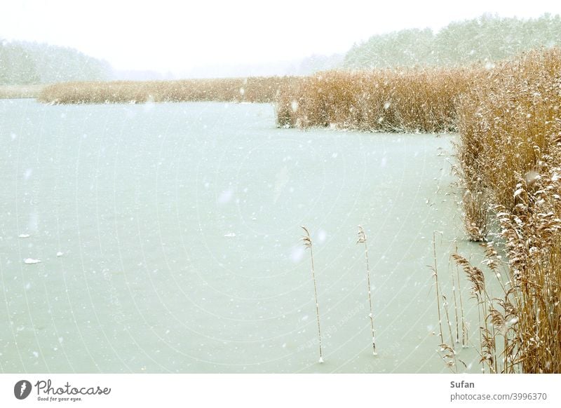 Schneegestöber am See Schneeflocken Seeufer Eis Schilf Winterstimmung kalt Wind Frost frostig weiß grau braun schneetreiben Einsamkeit Luft eisige Luft Natur