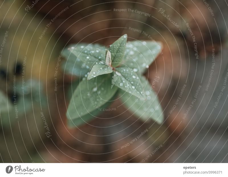 Zartes Pflänzchen in Nahaufnahme mit viel Bokeh soft focus soft filtered sanft sanfter fokus unschärfe Blume Pflanze zart Pflanzenteile pflanzenspitze Blatt