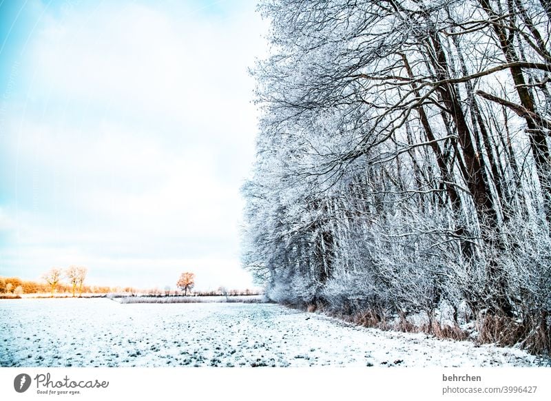 winterzeit Farbfoto schön verträumt idyllisch Schneedecke Schneelandschaft Winterspaziergang Wintertag Winterstimmung Heimat Märchenwald Märchenhaft