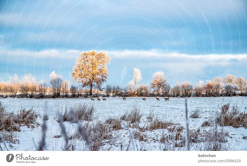 sieben, äh acht… Farbfoto Reh Rehe schön verträumt idyllisch Schneedecke Schneelandschaft Winterspaziergang Wintertag Winterstimmung Heimat Märchenwald