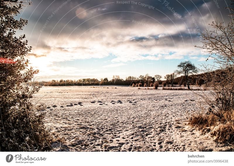 frohe weihnachten Schneelandschaft Eis Winter Wald Bäume Frost Feld Umwelt Landschaft Winterlandschaft Natur kalt Kälte frieren gefroren Baum Idylle stille