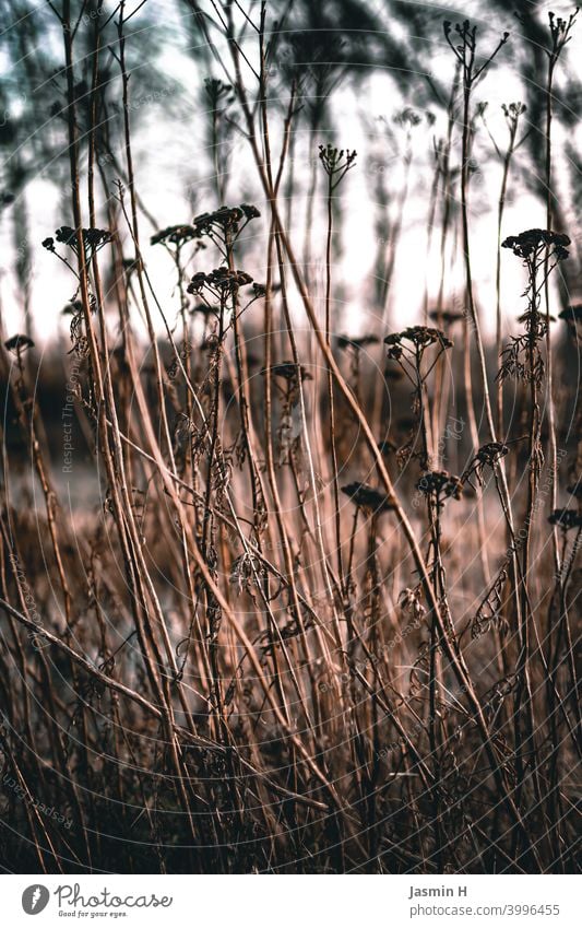 Verwelktes am Feldrand Natur Außenaufnahme Umwelt Pflanze Farbfoto Menschenleer natürlich verwelkt Vergänglichkeit draußen Herbst Schwache Tiefenschärfe braun