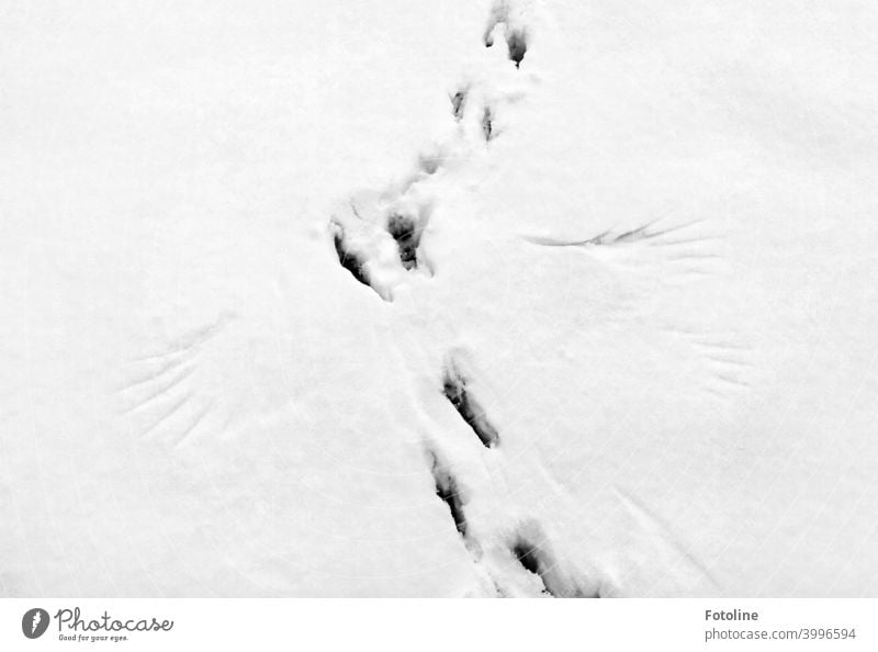 Spuren im Schnee I. Na? Was erzählen sie? Winter kalt weiß Frost Außenaufnahme Menschenleer Natur Tag Schneespur Fußspur Kontrast Wetter Umwelt Schneedecke