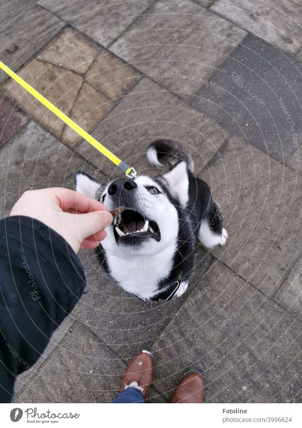 Husky-Dame Alice bettelte so gut, dass Fotoline nach einem perfekt ausgeführten "Sitz!" ein Leckerli springen ließ. Hund Tier kalt weiß Außenaufnahme Haustier