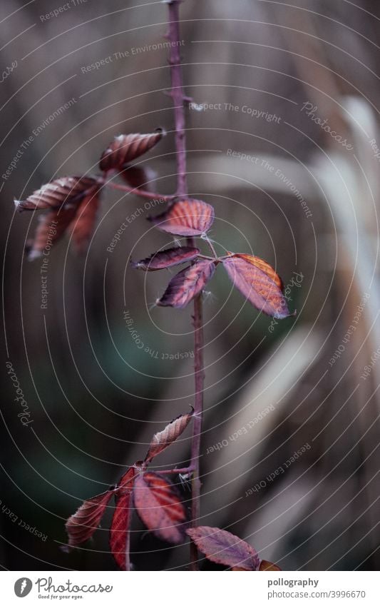 Rötliche Blätter in der Natur rote blätter stiel Herbst Pflanze Blatt Herbstlaub Herbstfärbung Umwelt Vergänglichkeit Jahreszeiten gelb braun Außenaufnahme Wald