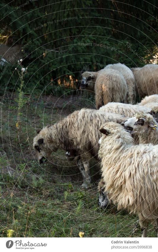 Schafherde im Wald Ackerbau Tier Babyschafe Konifere niedlich Emu Feld Schwarm Fell Gras Weidenutzung grün grau Menschengruppe Herde Licht Viehbestand Säugetier