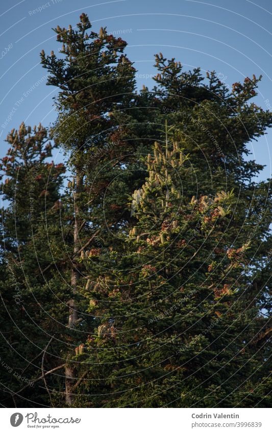 Zweige der Kiefer im Wald mit vielen Früchten. Lichtschatten auf den Zweigen. klarer Himmel Bell Tower Ast Konifere Umwelt Immergrün fallen Feld Tanne Gras