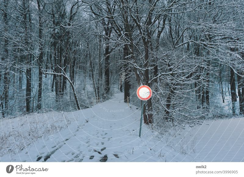 Farbtupfer Schild Wald Baumstamm Vorsicht Achtung Zweige Äste aufpassen Natur Umwelt Landschaft Menschenleer gefährlich Unfallgefahr Winter kalt vorsichtshalber