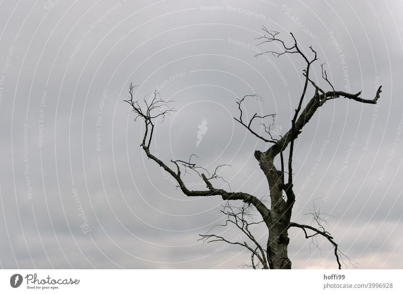 alter Baum, Äste im Wind abgestorbene Äste Baumstumpf Umweltverschmutzung Leere Baumsterben altern totes Holz eingehen verdorren Küste Westwindzone ruhig Natur