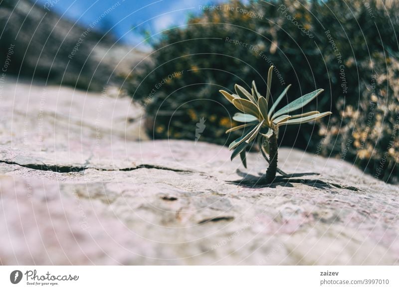 kleiner Stiel einer Euphorbia, der aus einem grauen Felsen im Berg herausragt Euphorie Farben horizontal bunt Cluster kompakt Leben Bild geologisch Wachstum