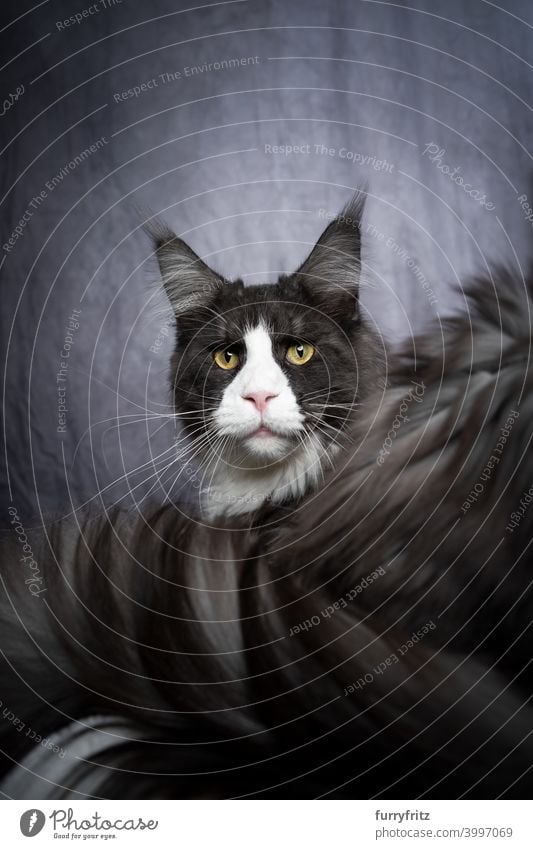 tuxedo maine coon Katze Porträt mit Kopie Raum maine coon katze Langhaarige Katze Rassekatze Haustiere fluffig Fell katzenhaft Smoking grau weiß schön Ein Tier