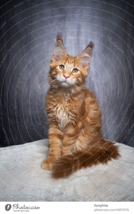 rot orange ingwer maine coon Kätzchen Porträt Katze maine coon katze Langhaarige Katze Rassekatze Haustiere Katzenbaby fluffig Fell katzenhaft Ingwer-Katze grau