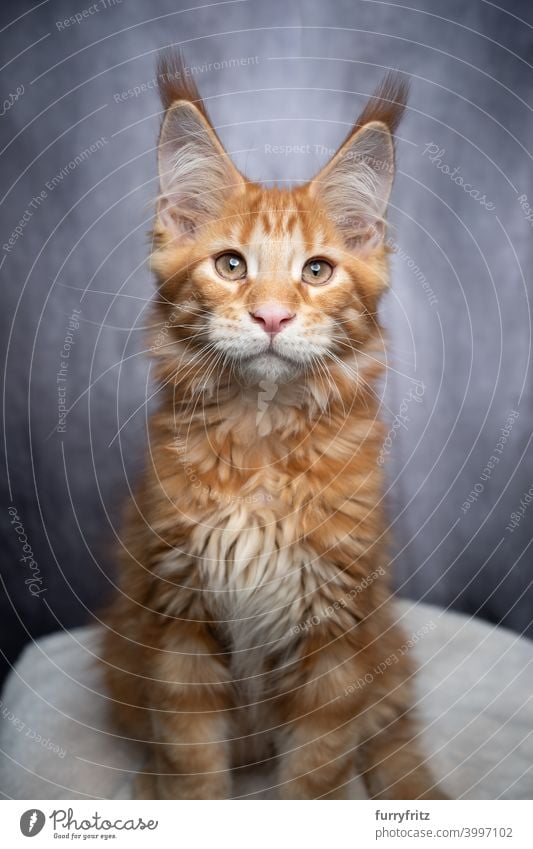 rot orange ingwer maine coon Kätzchen Porträt Katze maine coon katze Langhaarige Katze Rassekatze Haustiere Katzenbaby fluffig Fell katzenhaft Ingwer-Katze grau