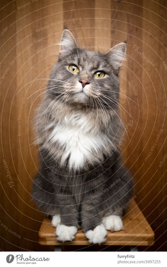 neugierige Katze auf hölzernem Hintergrund Studioaufnahme Porträt Holz Holzhintergrund Ein Tier im Innenbereich maine coon katze blau gestromt fluffig Fell