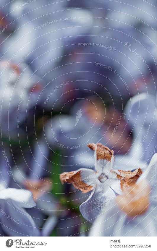 Schönheit ist vergänglich. Fliederblüte, am Ende der Blütezeit. Frühling Pflanze violett Garten Schwache Tiefenschärfe Natur Vergänglichkeit Blühend