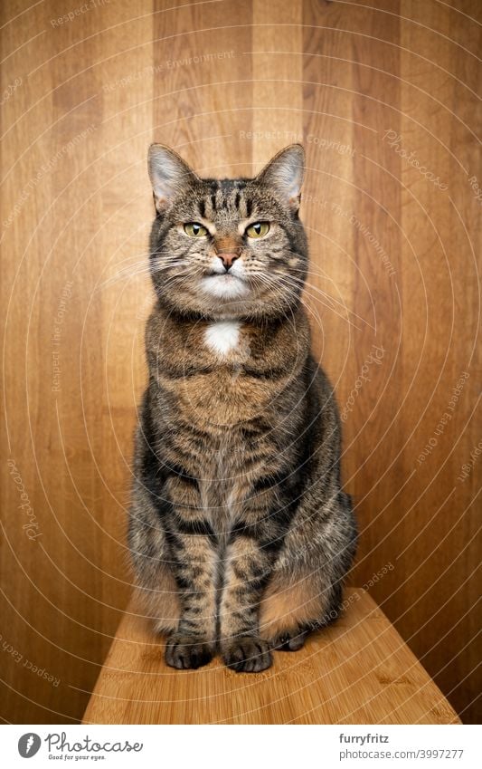 getigerte Katze mit schiefem Mund sitzt auf hölzernem Hintergrund und schaut in die Kamera mit Kopierraum Studioaufnahme Porträt Holz Holzhintergrund Ein Tier