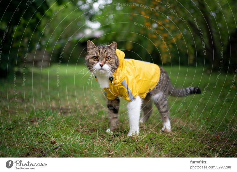 getigerte weiße Katze trägt gelben Regenmantel bei schlechtem Wetter im Freien regnerisch nass schlechtes Wetter tragend Ein Tier in die Kamera schauen Stehen