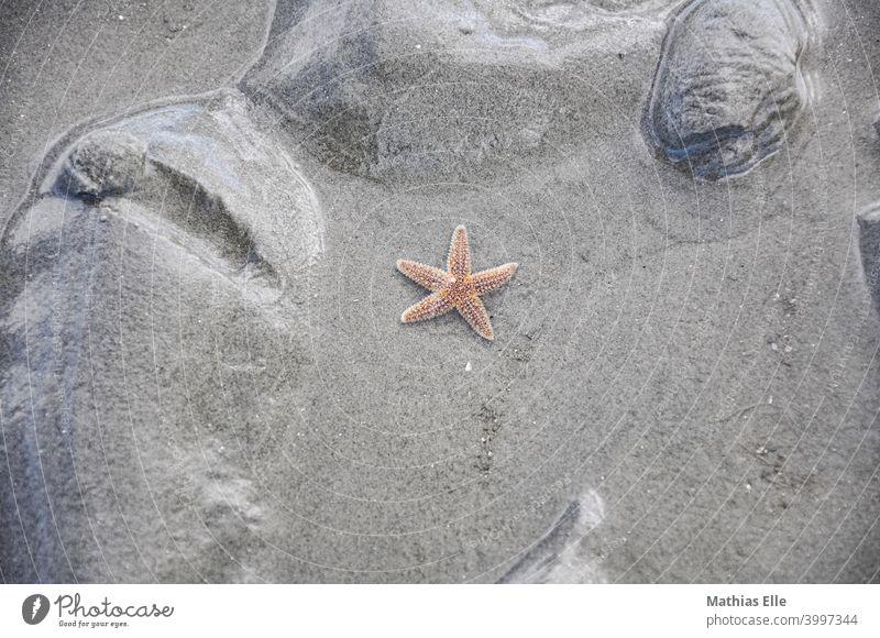 Roter Seestern im Sand Menschenleer mehrfarbig Außenaufnahme Sommer Ferien & Urlaub & Reisen Sandstrand maritim Urlaubsfoto abstrakt menschenleer