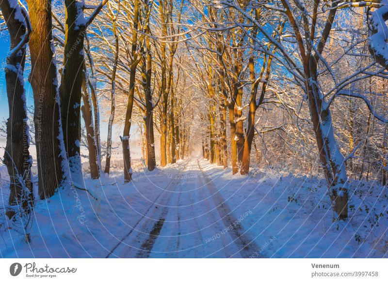 Waldweg im Winter mit Schnee, am Wegesrand große Eichen Schneise Wälder Baum Bäume Gras Ast Niederlassungen Natur Holzfällerei Holzwirtschaft Holzindustrie