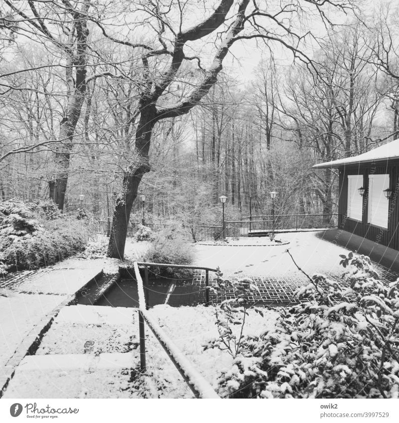 Winterbetrieb Wald Schnee Weg Bäume Waldweg Menschenleer Baum Holz Wege & Pfade Landschaft Außenaufnahme Natur frostig kühl kalt verschneit natürlich friedlich