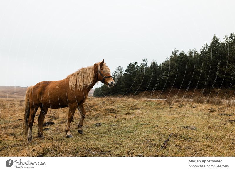 Schöne braune Pferd auf dem Feld in den frühen Morgen Tier Herbst schön Schönheit züchten Kastanie wolkig Landschaft Morgendämmerung heimisch Europa Bauernhof