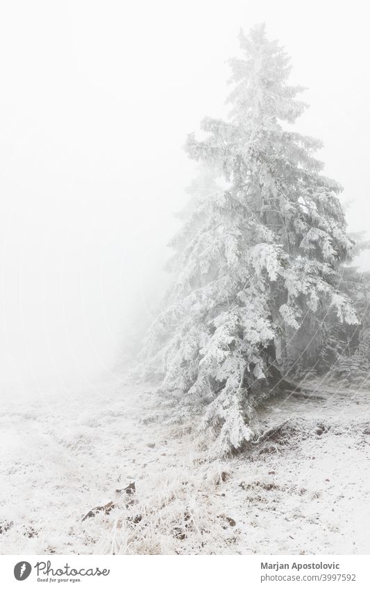 Verschneite Tannenbäume in den Bergen Abenteuer Hintergrund schön Cloud wolkig kalt bedeckt Umwelt Immergrün Nebel neblig Wald Frost gefroren Dunst Landschaft