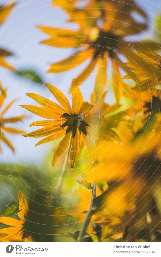 Gelber Sonnenhut / Rudbeckia aus der Froschperspektive vor zartblauem Himmel gelber Sonnenhut Nahaufnahme verschwommen Blume Blüte Pflanze Natur