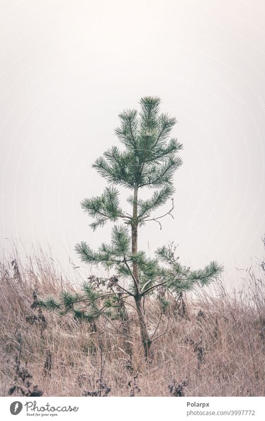 Kleine Kiefer steht allein im gefrorenen Gras klein matt Schönheit Samen Winterlandschaft kleine Kiefer skandinavisch Herbst sehr wenige Dekor Ruhe