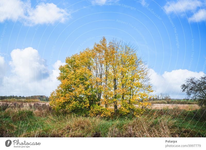 Bunte Herbstlandschaft mit Bäumen Stroh pulsierend Landschaft Weide Garten Szene Wiese niemand Ahorn Blatt saisonbedingt malerisch Oktober Sonnenlicht Feld