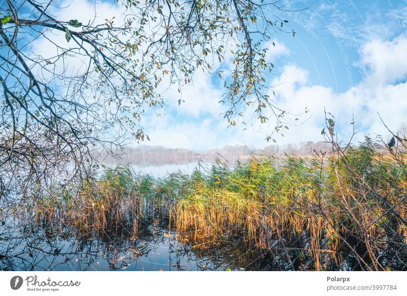 Idyllische Seelandschaft im Herbst hell fallen Blatt Sauberkeit üppig (Wuchs) Szene Spiegel Wolken Wildnis grün wild friedlich Landschaft Sonnenschein Tag