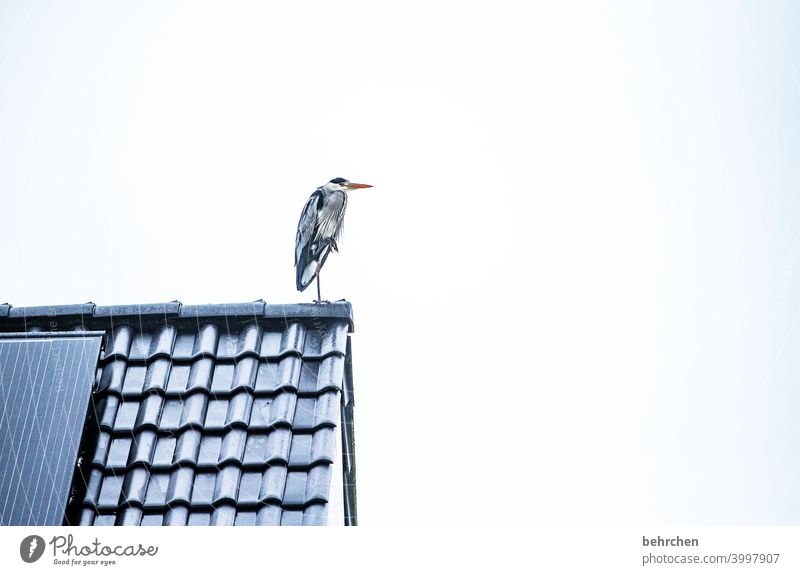 und, gibts heute fisch? Dach Vogel Fischreiher Graureiher Reiher beobachten auf der Lauer Federn hübsch Farbfoto Tier Wildtier Außenaufnahme Natur Tierporträt