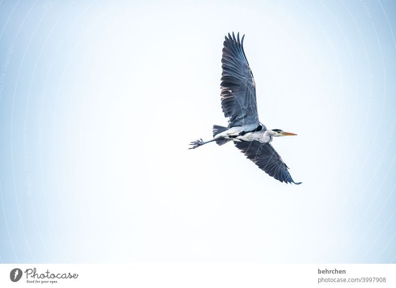 wo isser denn nu? Flügel Schnabel Himmel oben Umwelt grau Tierporträt Natur Außenaufnahme Wildtier Farbfoto hübsch Federn auf der Lauer beobachten Reiher