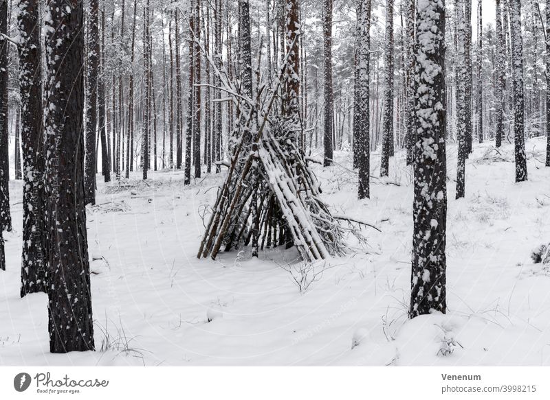 Kiefernwald im Winter in Deutschland mit viel Schnee, kleines Tipi aus Holz Wälder Baum Bäume Waldboden Bodenanlagen Unkraut Bodenbewuchs Kofferraum Rüssel